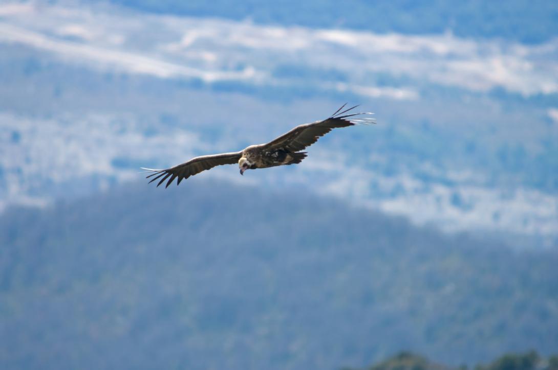 Décoration de fond pour  Explorer...